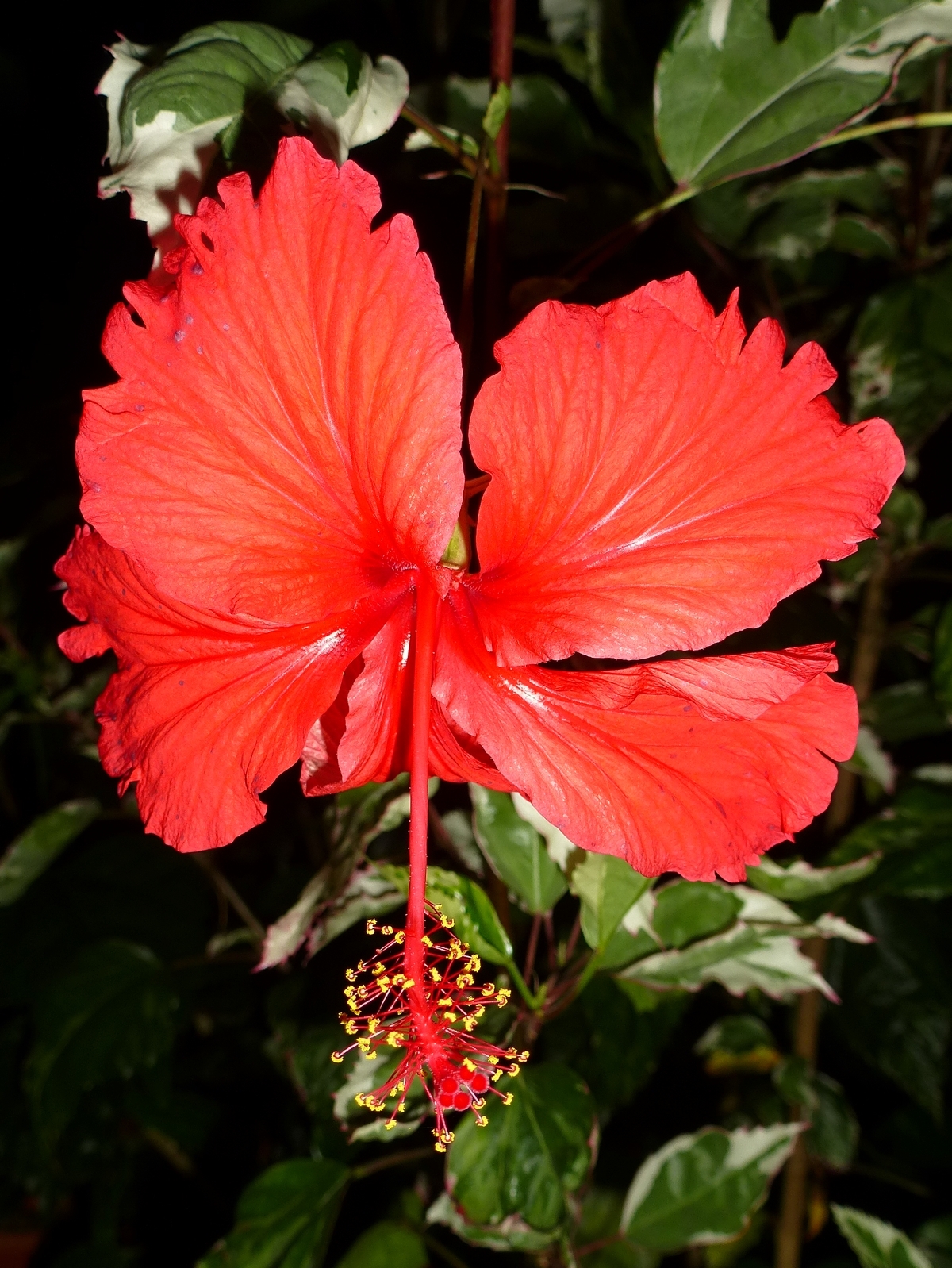 Snow Queen Variegated Hibiscus