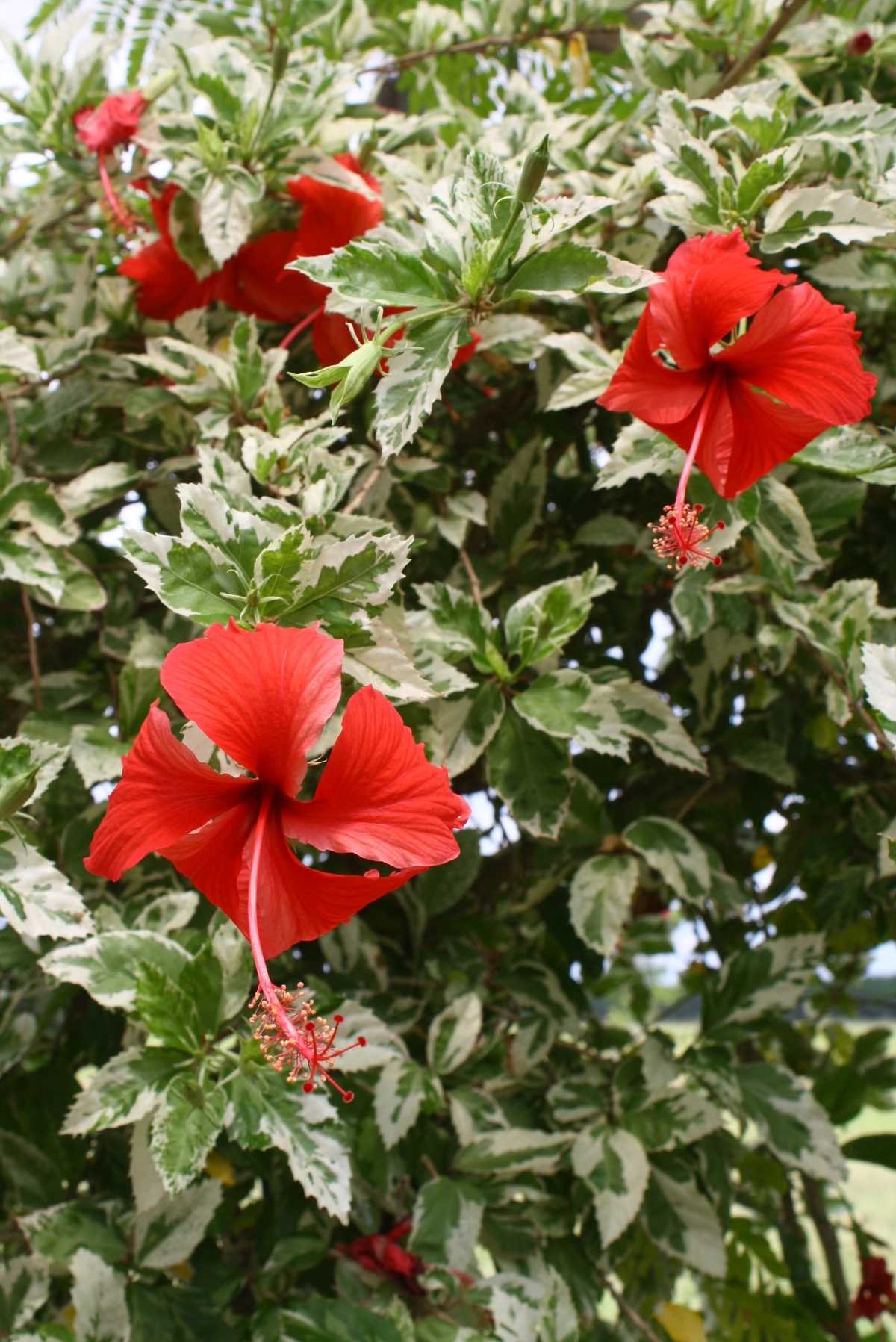 Snow Queen Variegated Hibiscus