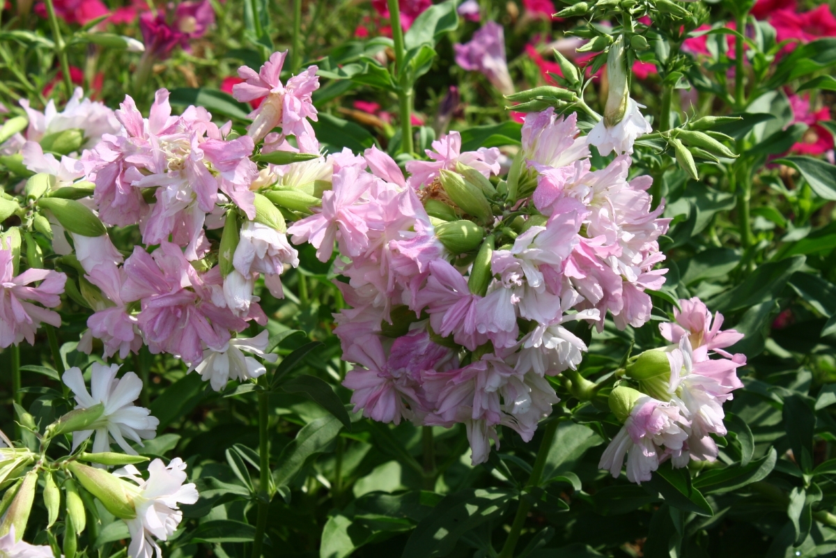Double Pink Soapwort, Bouncingbet, Mock Gillyflower