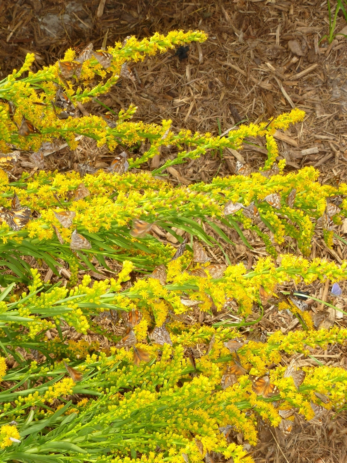 Seaside Goldenrod