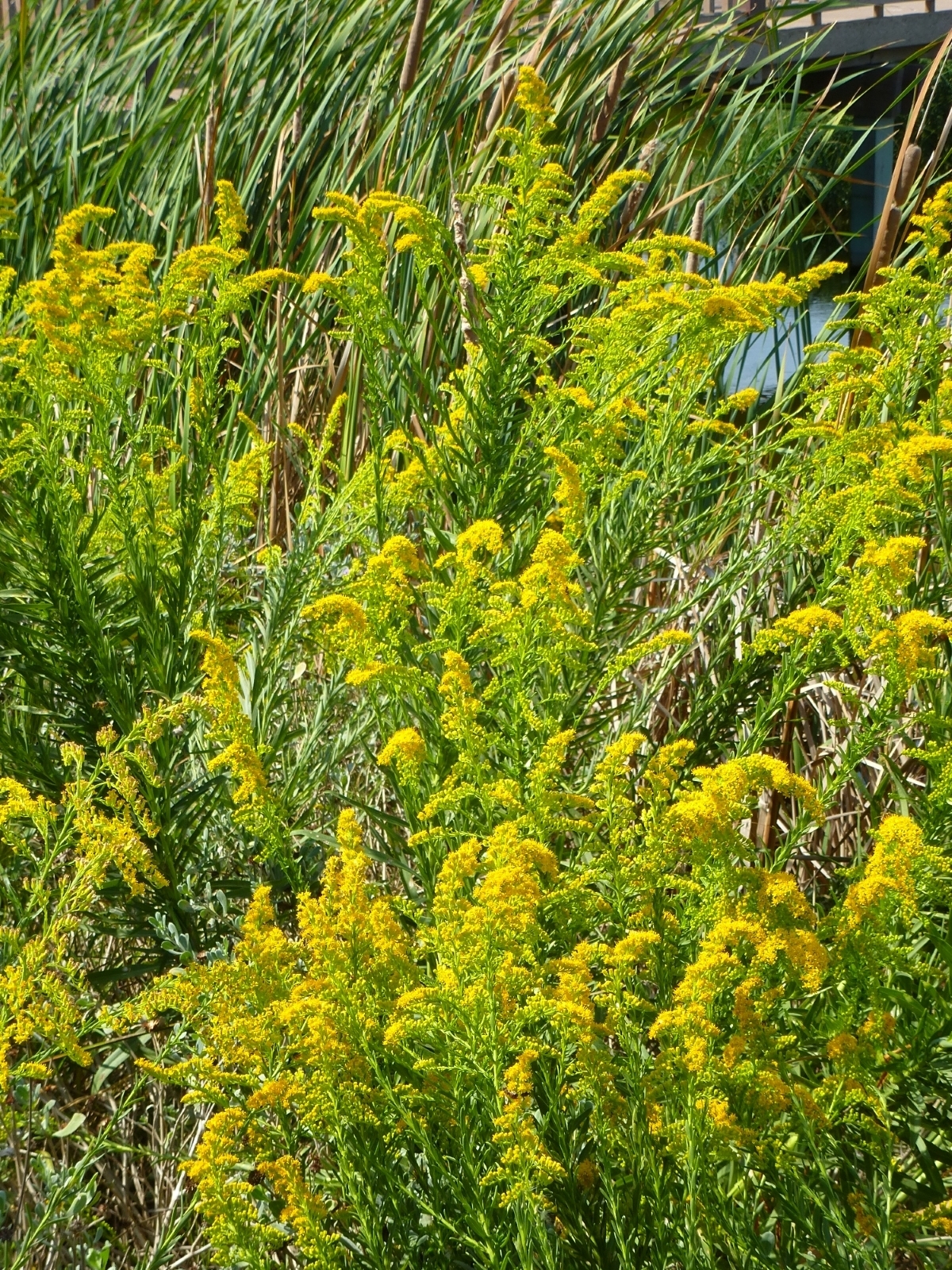 Seaside Goldenrod