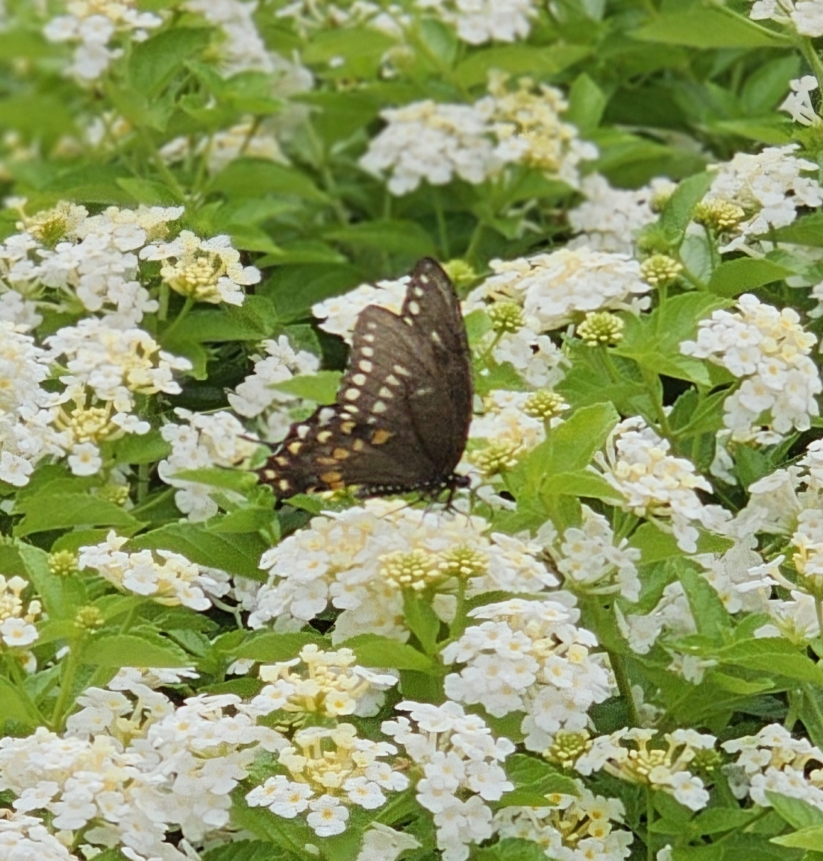 Silver Mound Lantana