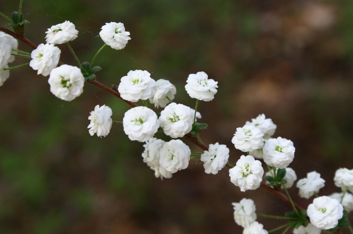 Popcorn Spirea, Bridal Wreath Spirea