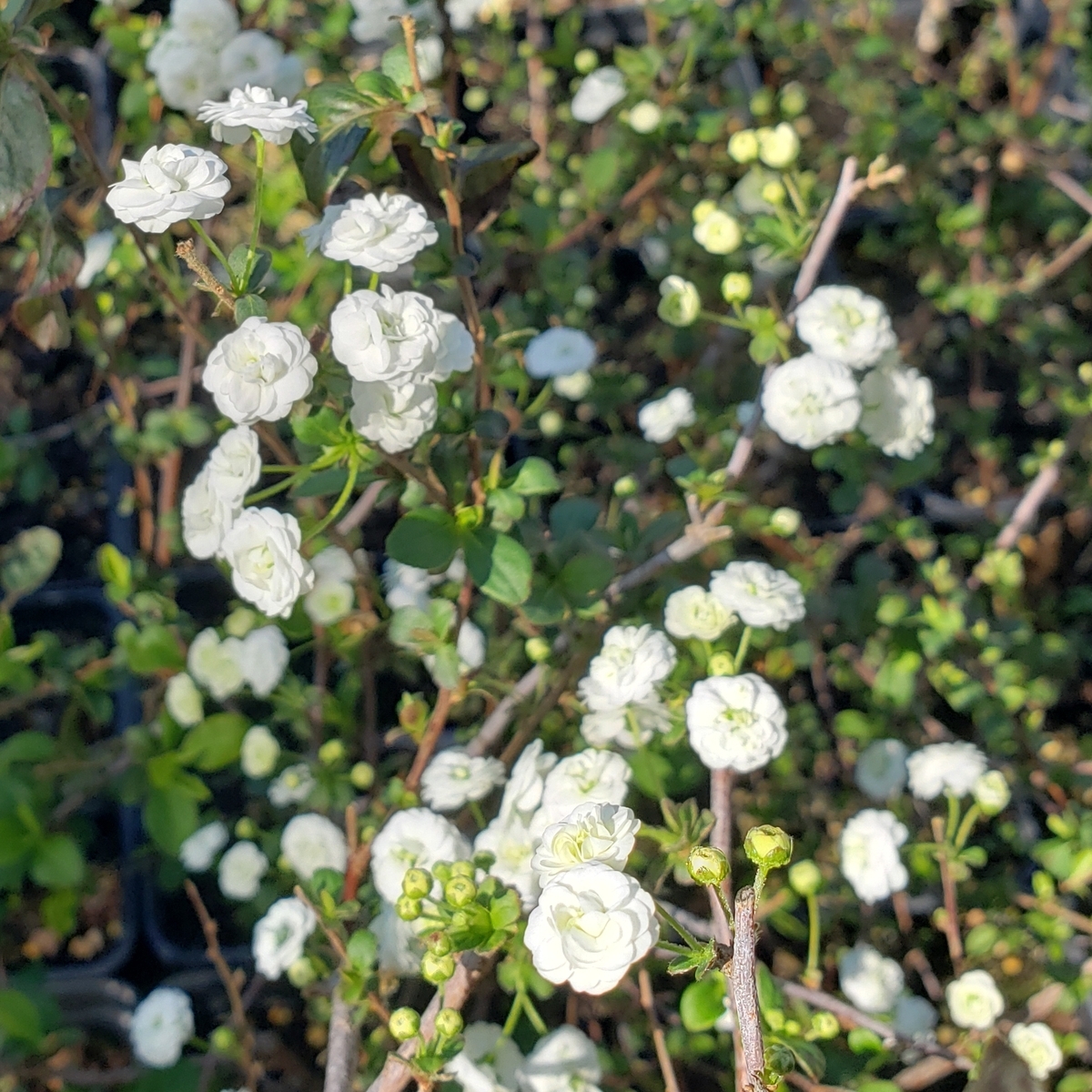 Popcorn Spirea, Bridal Wreath Spirea