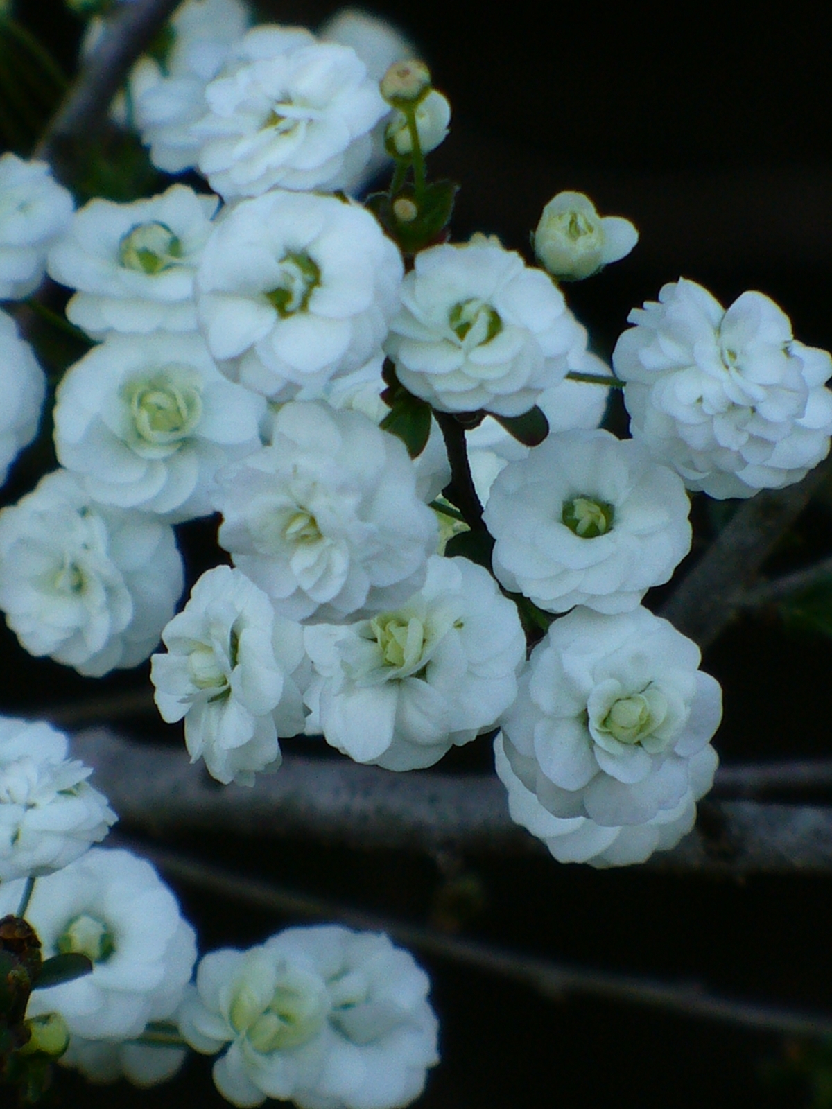 Popcorn Spirea, Bridal Wreath Spirea