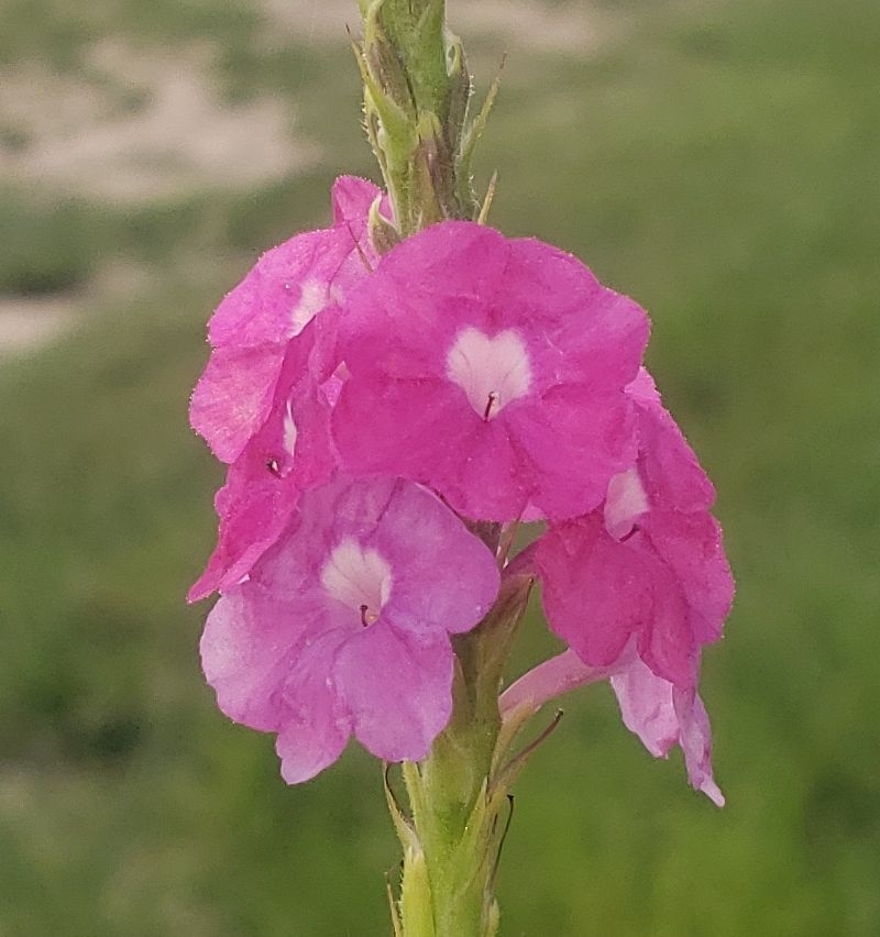 Fiercely Fuchsia Porterweed