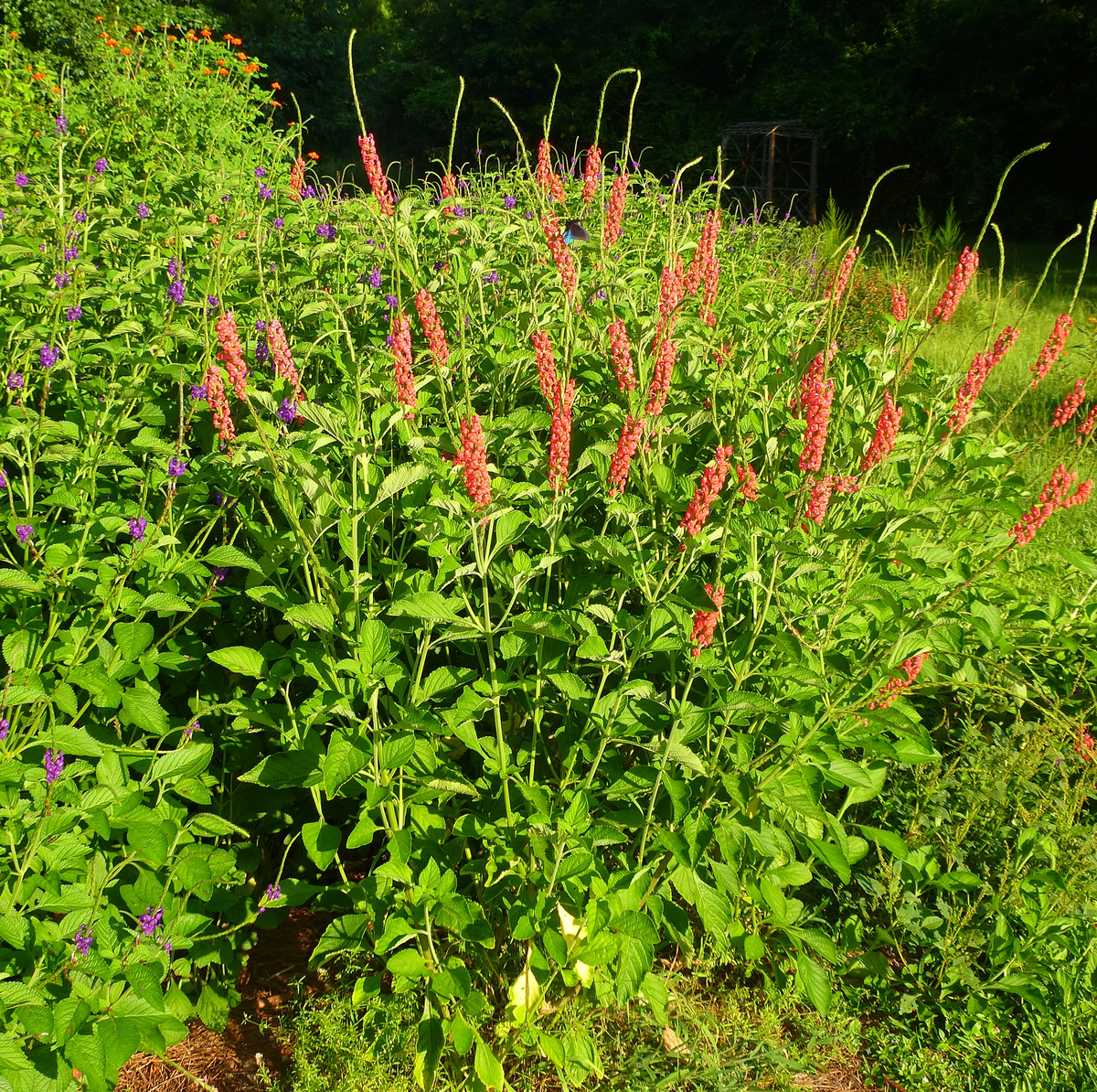 Coral Porterweed, Pink Porterweed, Orange Porterweed, Pink Snakeweed