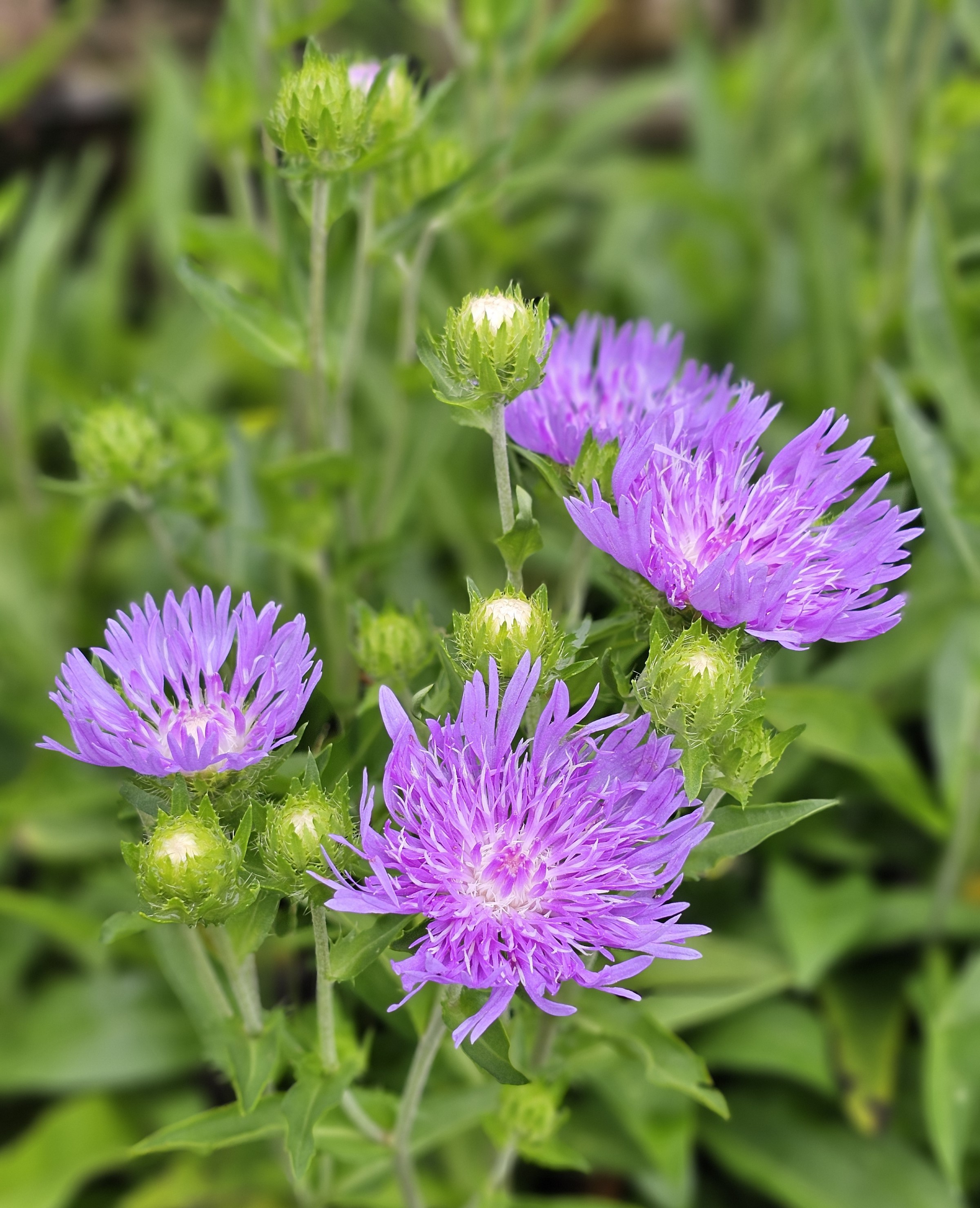 Peachie's Pick Stokesia Daisy, Stoke's Aster