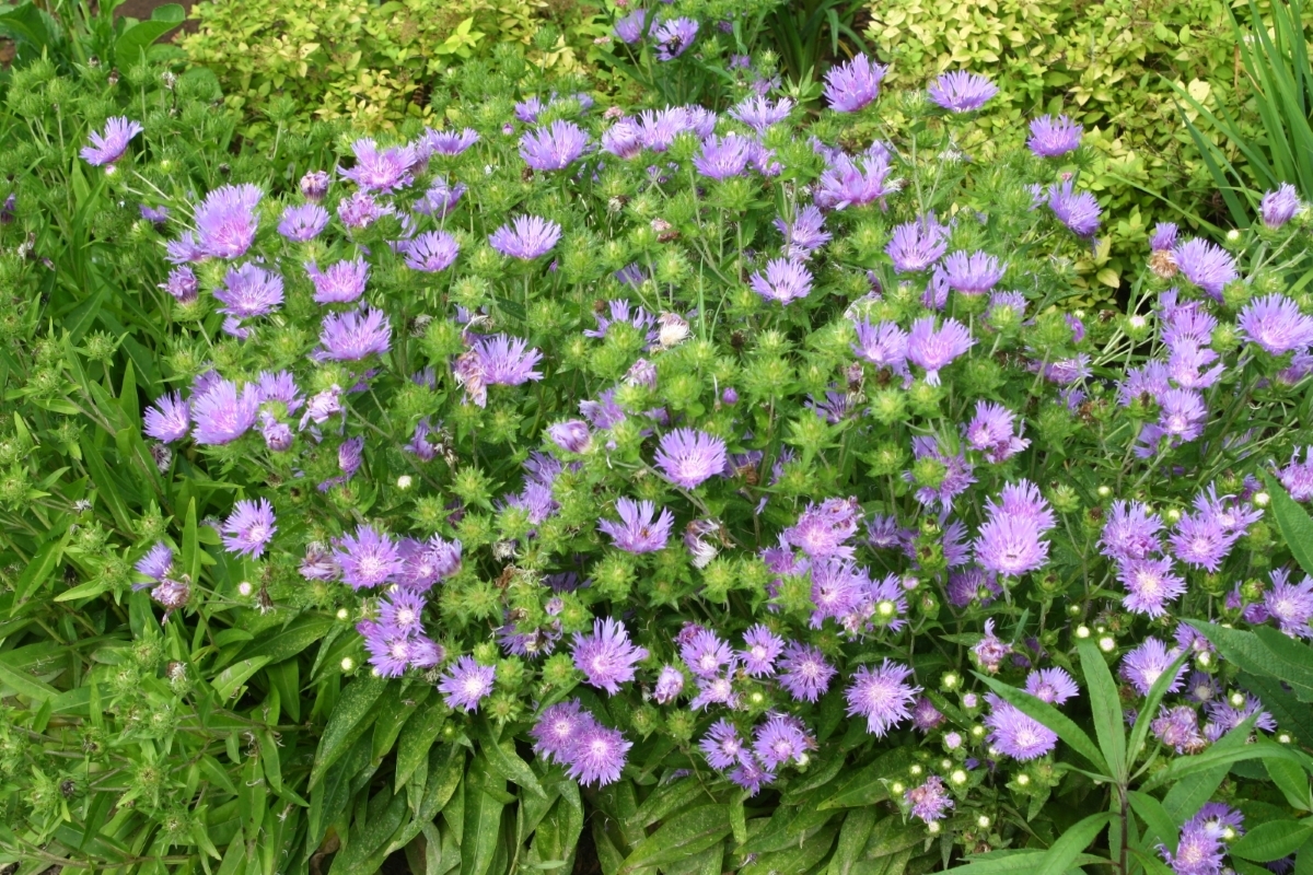 Blue Danube Stokesia Daisy, Stoke's Aster