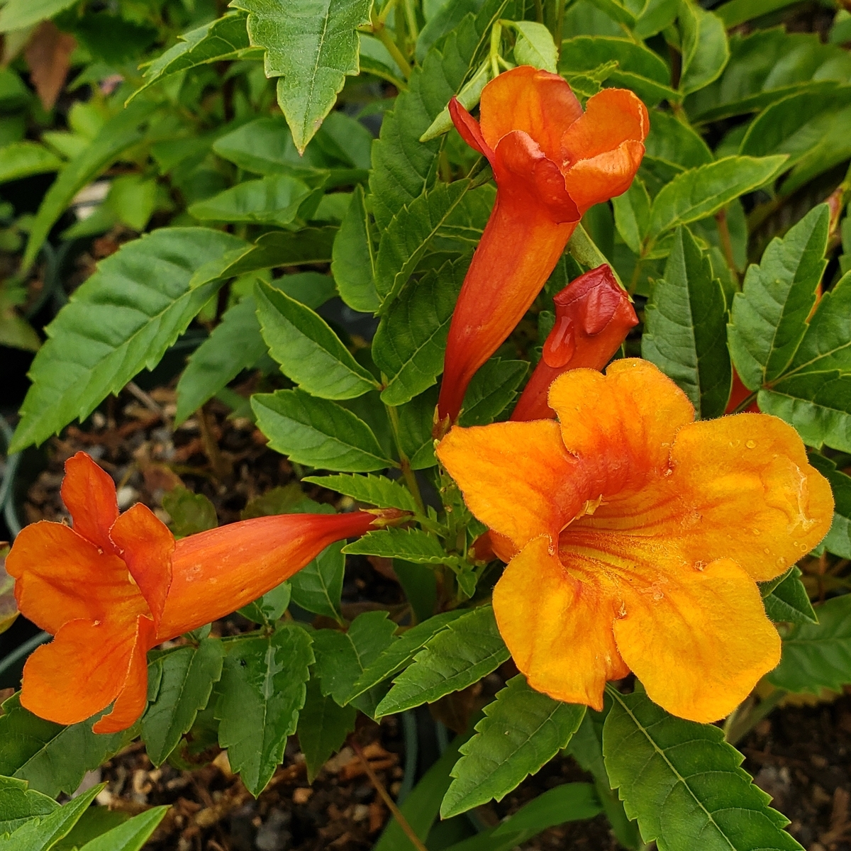 Tangelo Esperanza