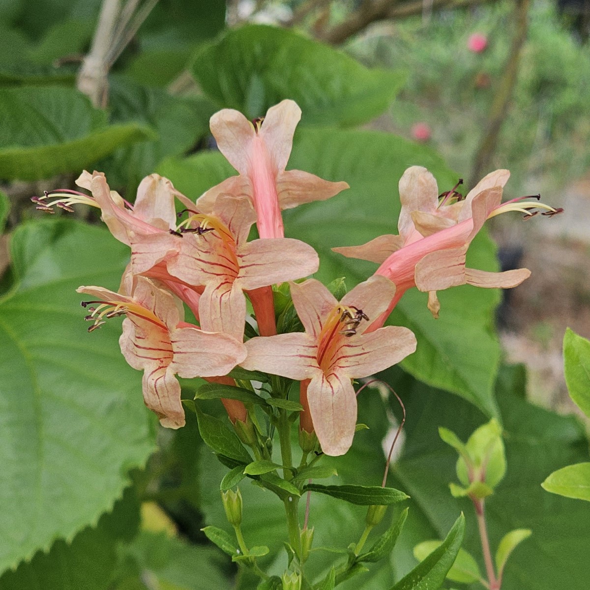 Hammer's Rose Cape Honeysuckle, Salmon Cape Honeysuckle