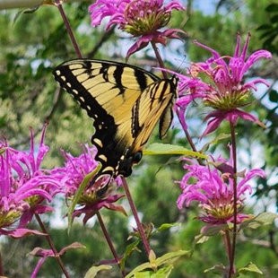 Peter's Purple Monarda, Beebalm Oswego Tea, Bergamot, Monarda