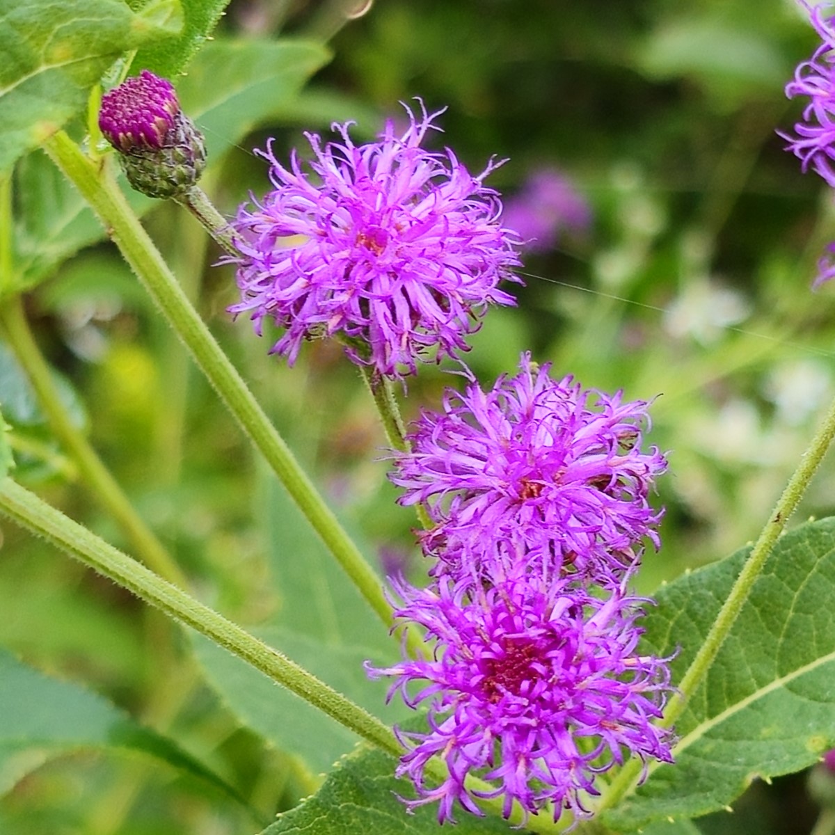 Almost Eden Baldwin's Ironweed - Thumbnail 5
