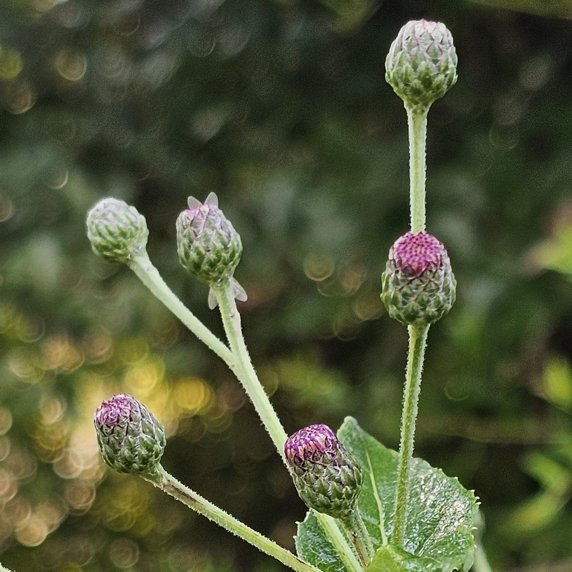 Almost Eden Baldwin's Ironweed