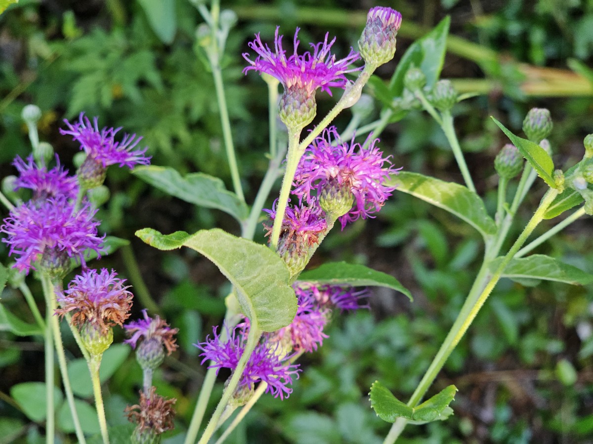 Almost Eden Baldwin's Ironweed - Thumbnail 2