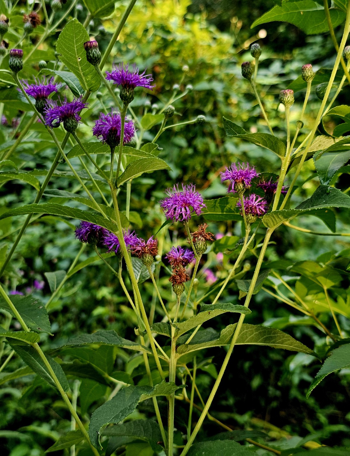 Almost Eden Baldwin's Ironweed - Thumbnail 3