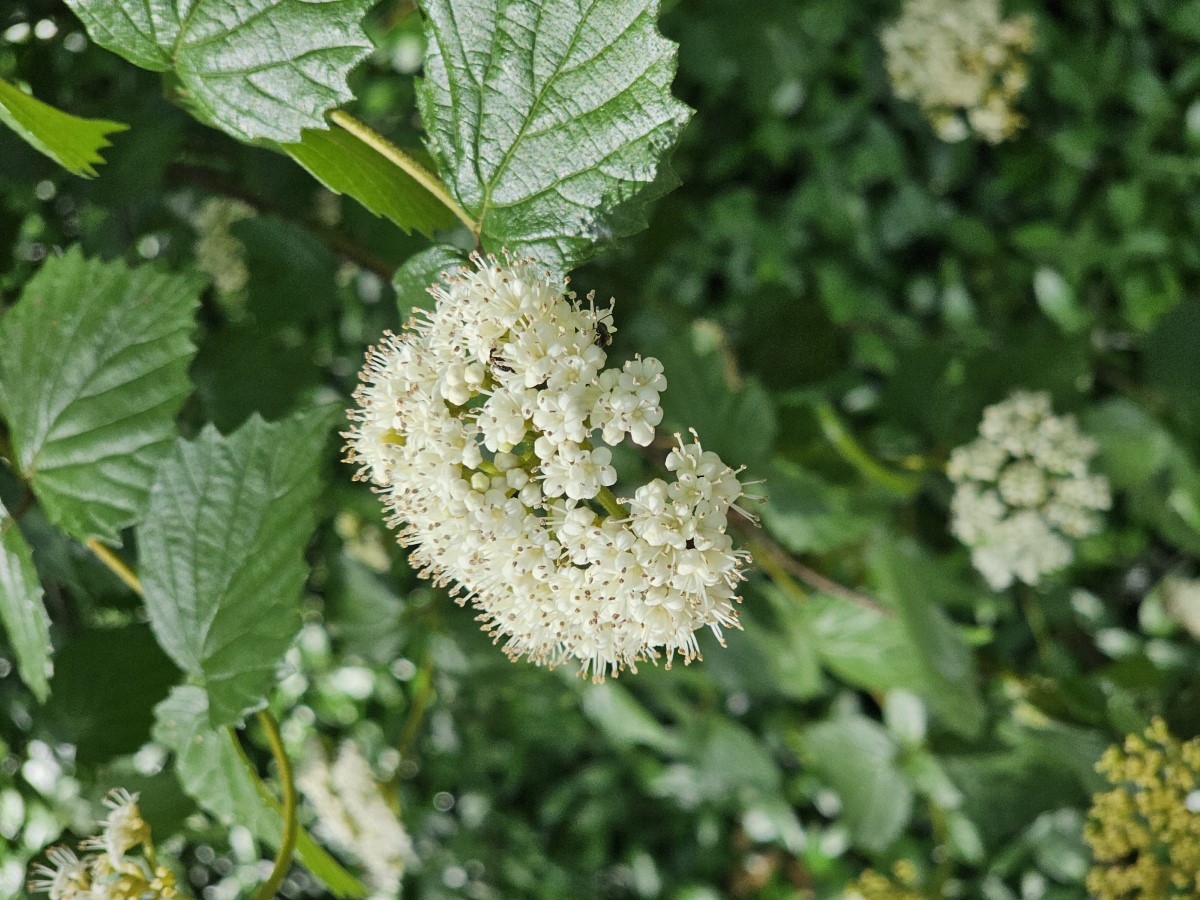 Arrowwood Viburnum, Southern Arrowwood
