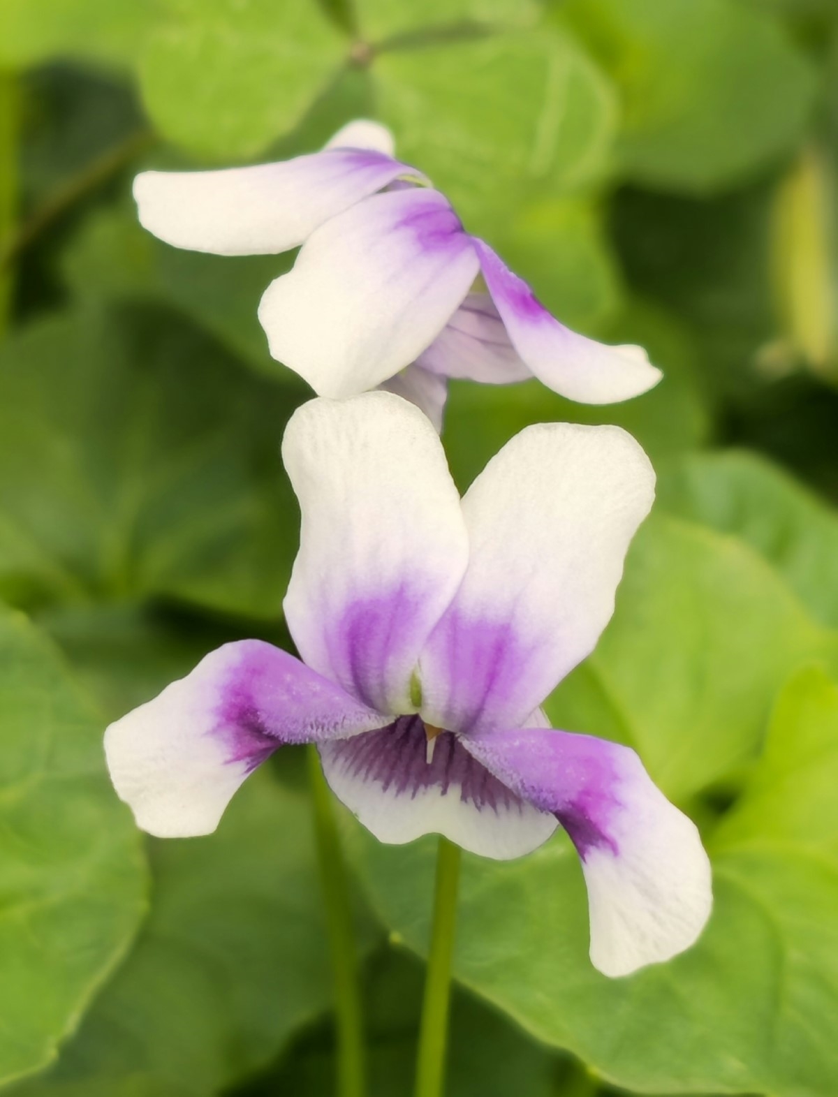 Trailing Violet, Australian Violet, Ivy-Leaved Violet, Tasmanian Trailing Violet
