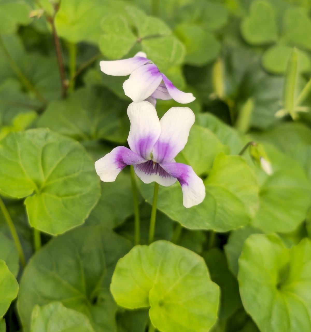 Trailing Violet, Australian Violet, Ivy-Leaved Violet, Tasmanian Trailing Violet