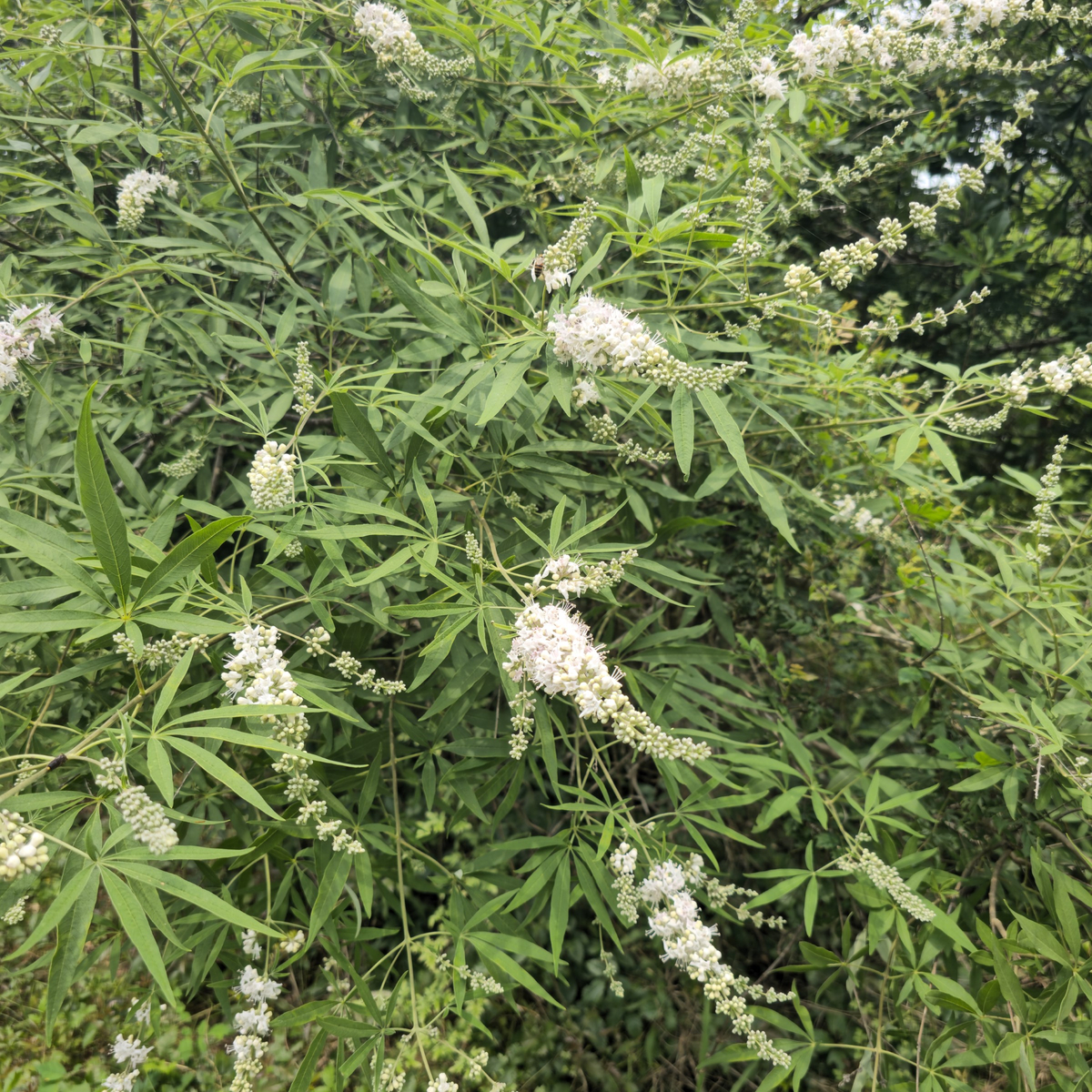 Silver Spires White Vitex, Chaste Tree