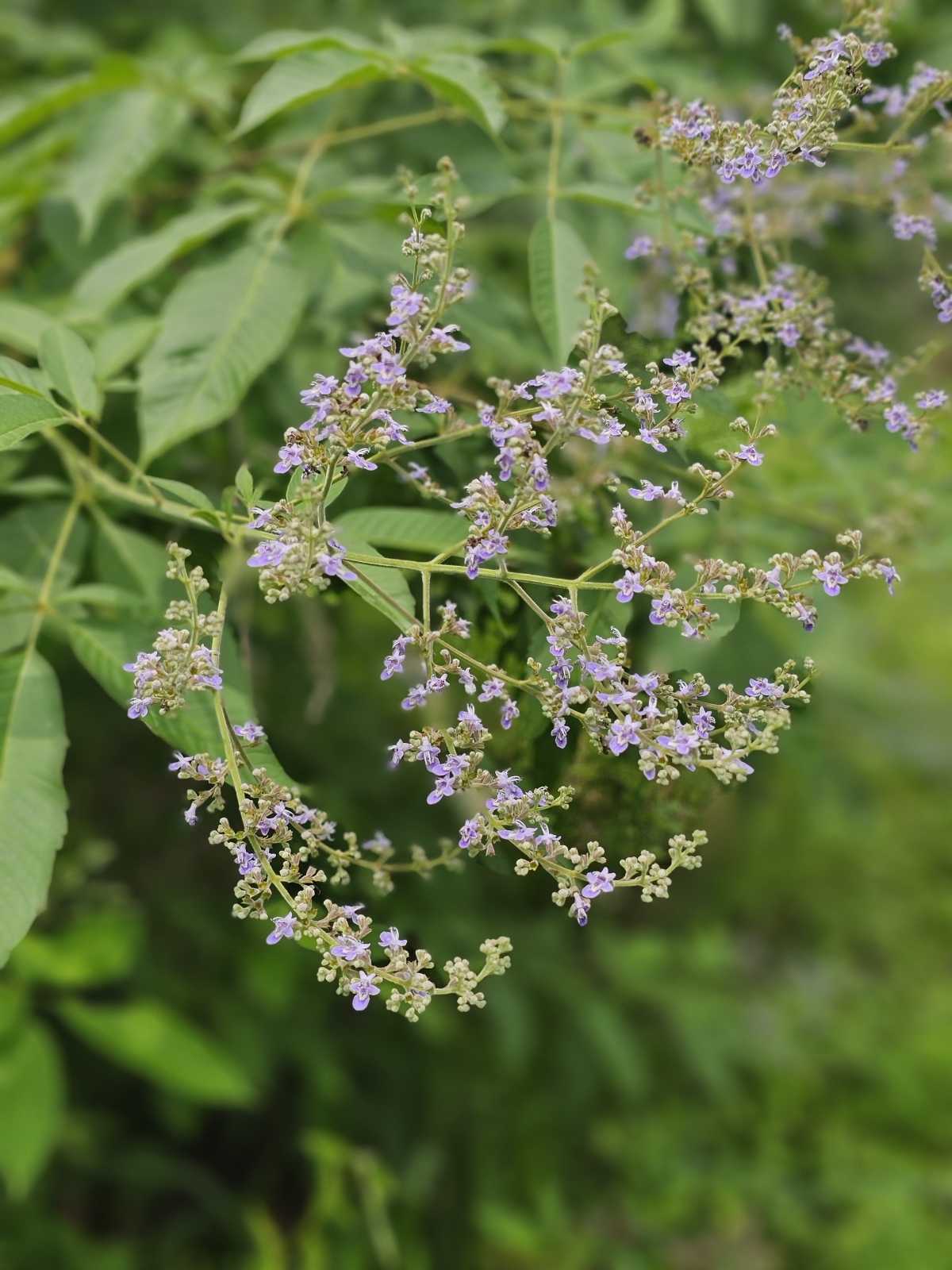Hempleaf Vitex, Chinese Vitex