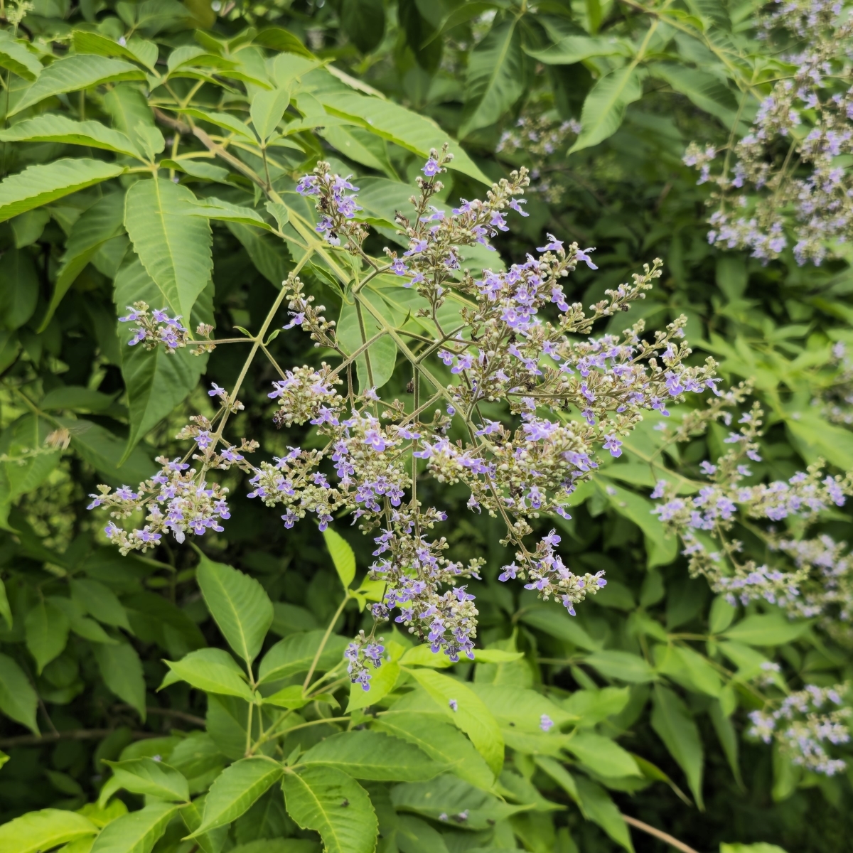 Hempleaf Vitex, Chinese Vitex