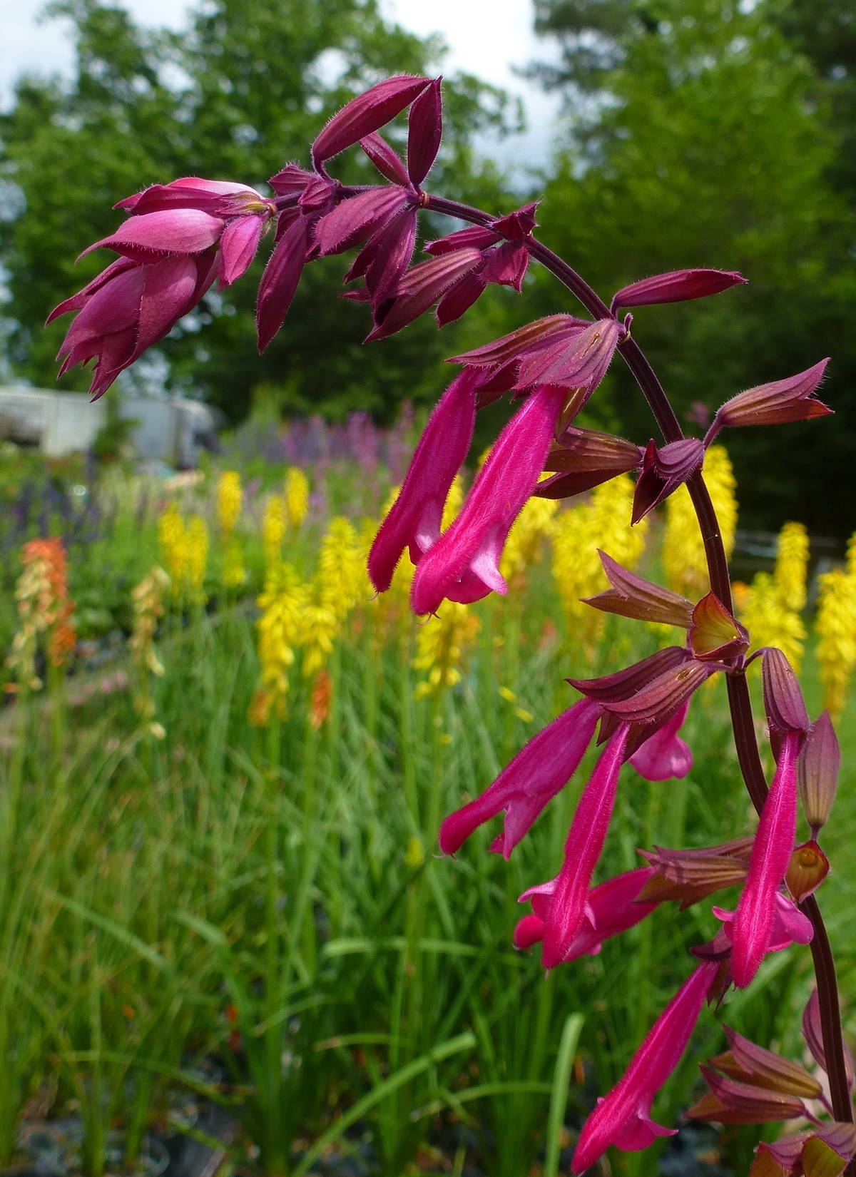Wendy's Wish Salvia