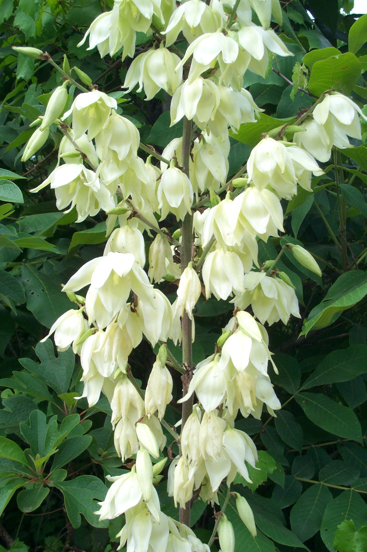 Variegated Yucca, Adam's Needle, Curly Leaf Yucca, Spoon Leaf Yucca