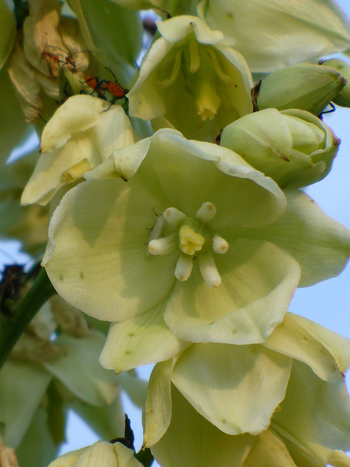 Variegated Yucca, Adam's Needle, Curly Leaf Yucca, Spoon Leaf Yucca