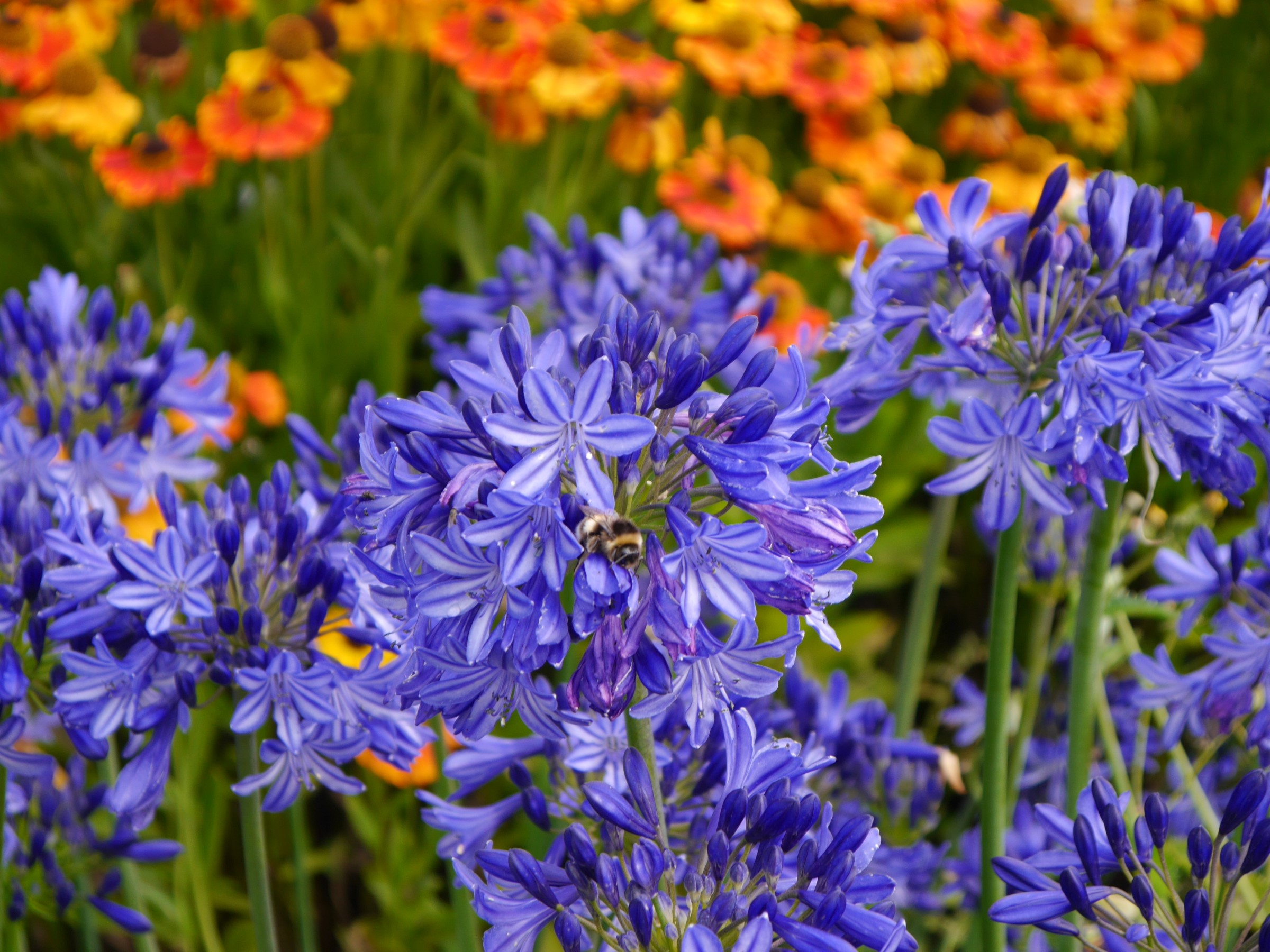 Northern Star Lily of the Nile, Agapanthus