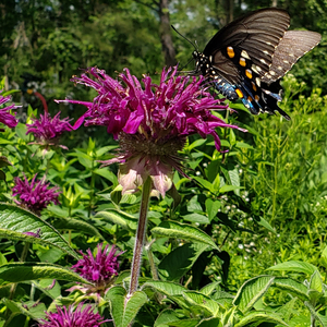 Purple Rooster Bee Balm, Monarda, Oswego Tea, Bergamot