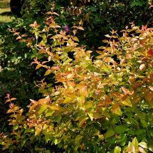 Peach Perfection® Abelia