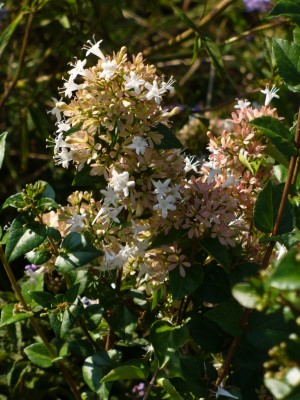 White Chinese Abelia