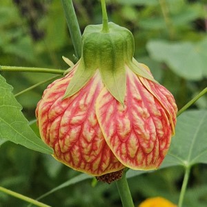 Biltmore Ball Gown Abutilon, Flowering Maple