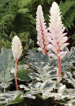 Whitewater Variegated Bear's Breeches, Grecian Pattern Plant