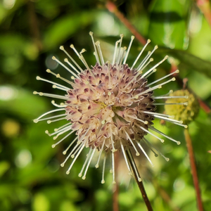 Chinese Buttonbush, Glossy Adina, Xi Ye Shui Tuan Hua