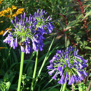 Elaine Lily of the Nile, Agapanthus