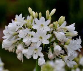 Galaxy White Agapanthus, Lily of the Nile