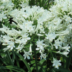 Ice Angel™ Lily of the Nile, Agapanthus
