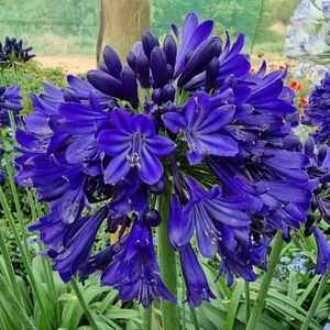 Midnight Sky Lily of the Nile, Agapanthus