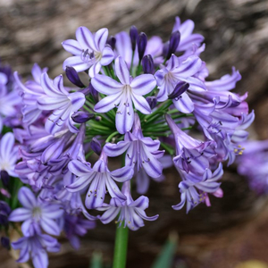 Poppin' Star Lily of the Nile, Agapanthus