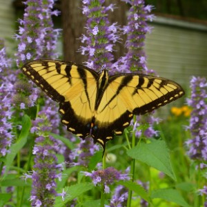 Black Adder Agastache, Giant Hyssop