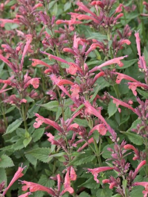 Summerlong™ Coral Hummingbird Mint, Agastache, Giant Hyssop