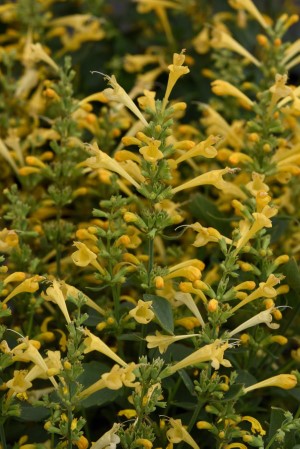 Summerlong™ Lemon Hummingbird Mint, Agastache, Giant Hyssop