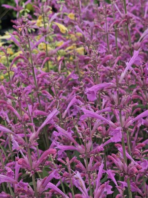 Summerlong™ Lilac Hummingbird Mint, Agastache, Giant Hyssop