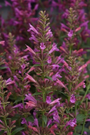Summerlong™ Magenta Hummingbird Mint, Agastache, Giant Hyssop