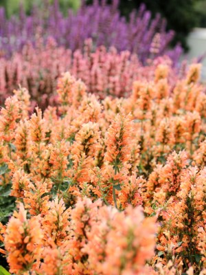 Peach Pearl Agastache, Hummingbird Mint