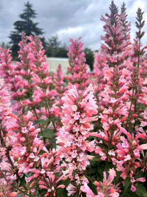 Pink Pearl Agastache, Hummingbird Mint