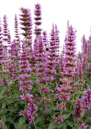 Prince's Plume Agastache, Hummingbird Mint