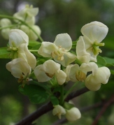 Shirobana White Five-leaf Akebia, Chocolate Vine